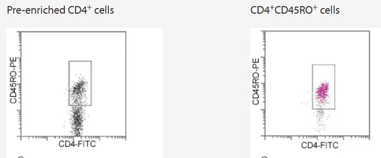 CD4+ cells were enriched from PBMCs by using the CD4 MultiSort Kit. After release of the MultiSort MicroBeads, the cells were magnetically labeled with CD45RO MicroBeads. CD4+CD45RO+ effector and memory T helper cells were isolated by positive selection.